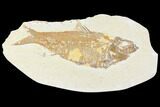 Knightia Alta Fossil Fish - Wyoming #85461-1